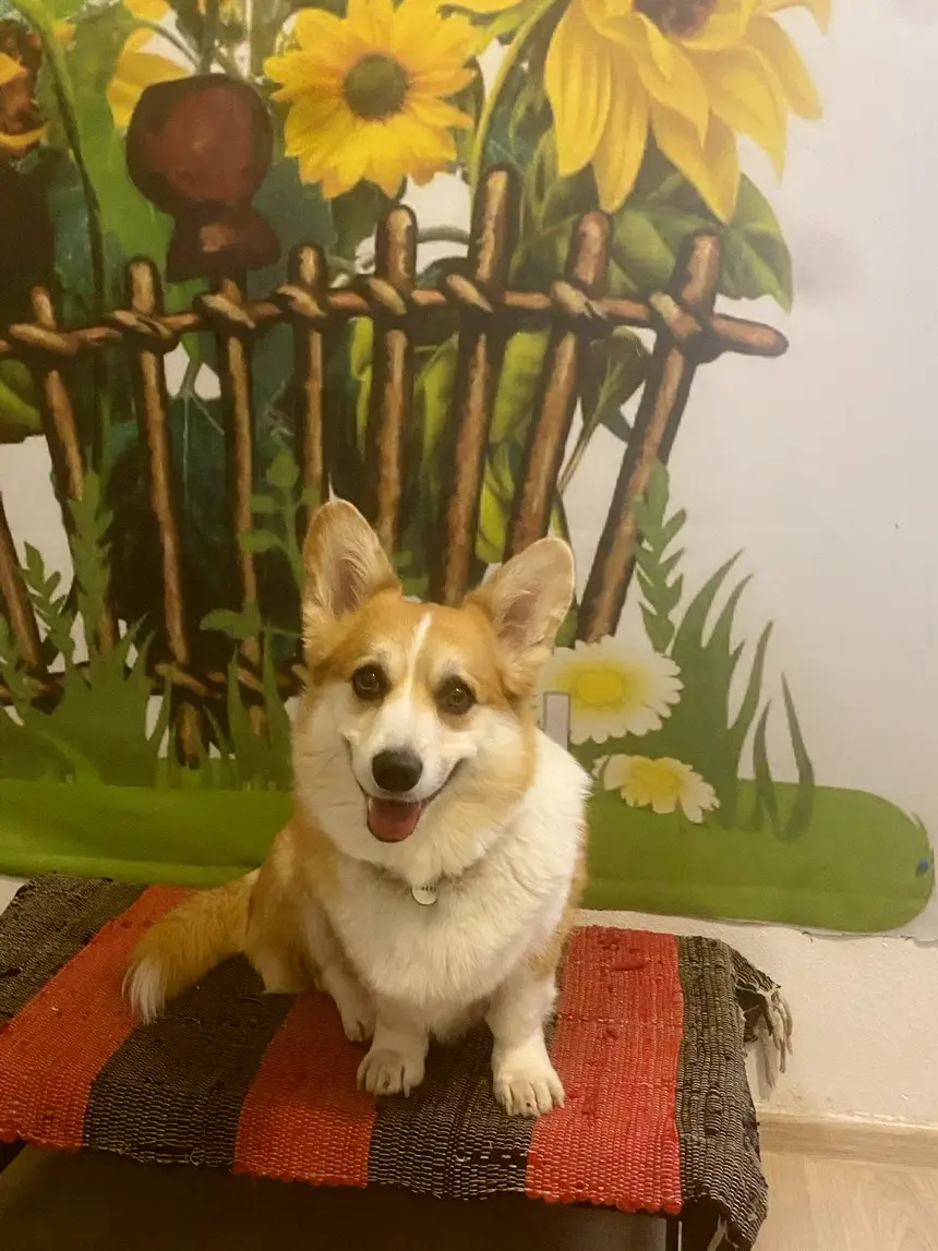 Собакотерапия. Фото 1