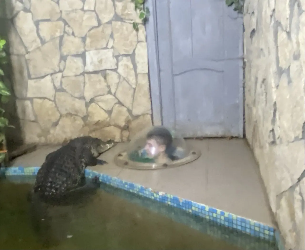 КРОКОДИЛВИЛЬ. Фото 5