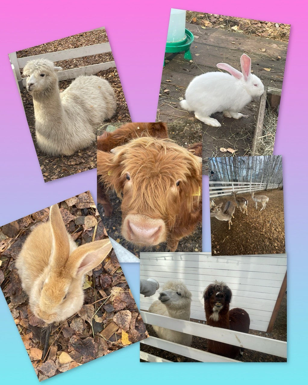 Парк Симба 25. Фото 1